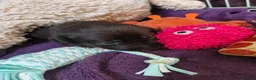 Mixed Breed dogs for sale: Gorgeous puppies looking for forever homes  - Advert 8