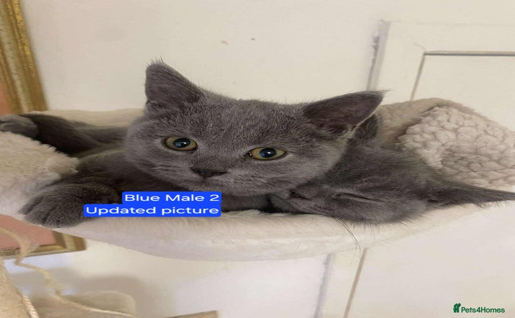 British Shorthair cats - Advert 2