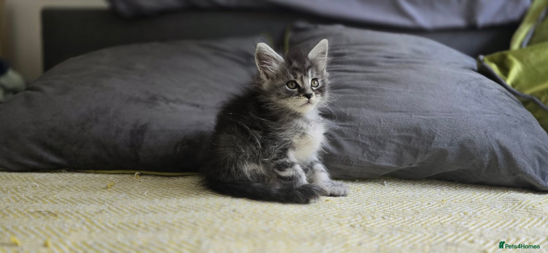 Maine Coon cats for sale: Maine coon kittens ready to collecting  - Image 29