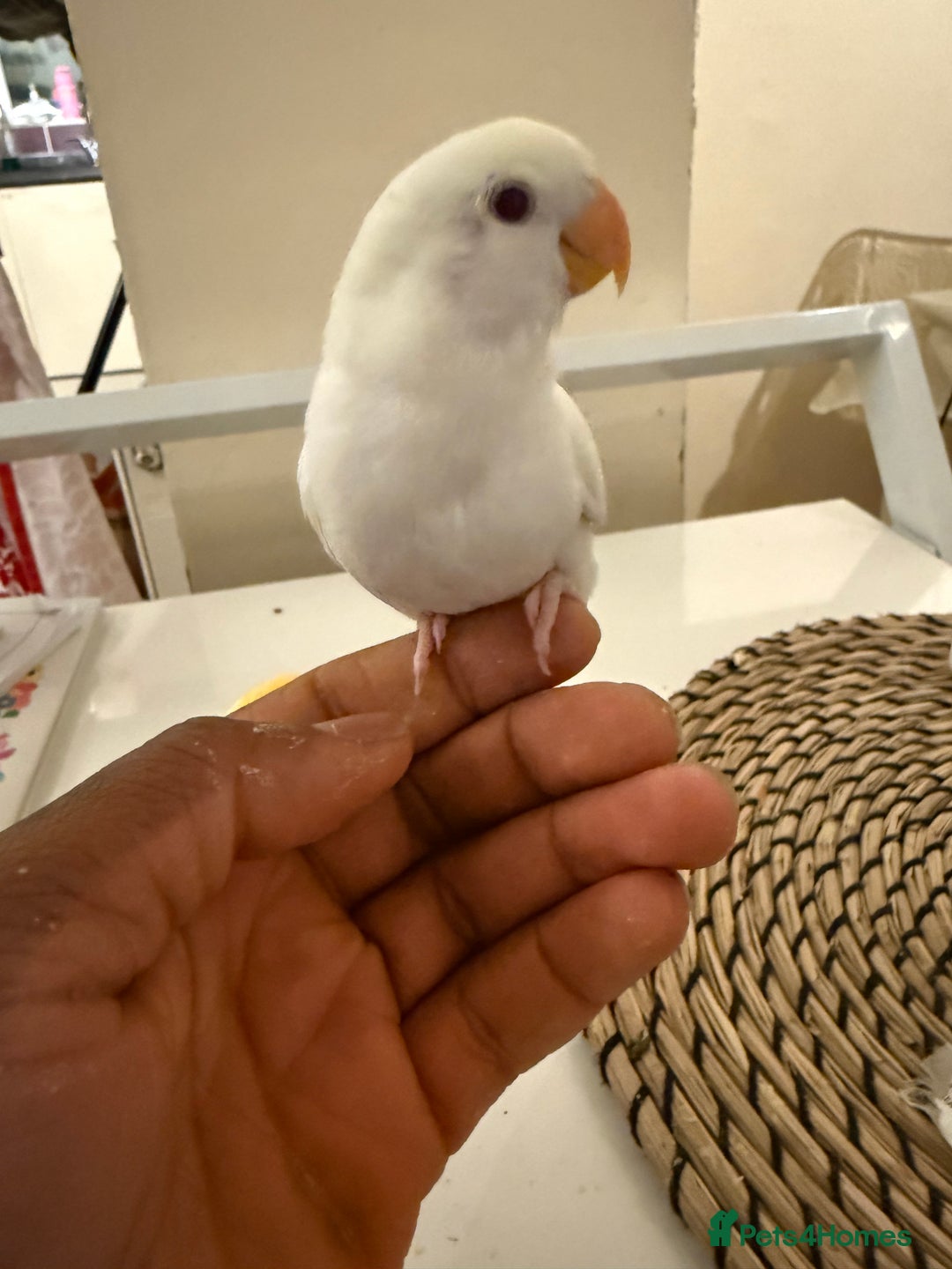 Lovebirds birds for sale: Hand-reared Lovebirds  - Advert 2