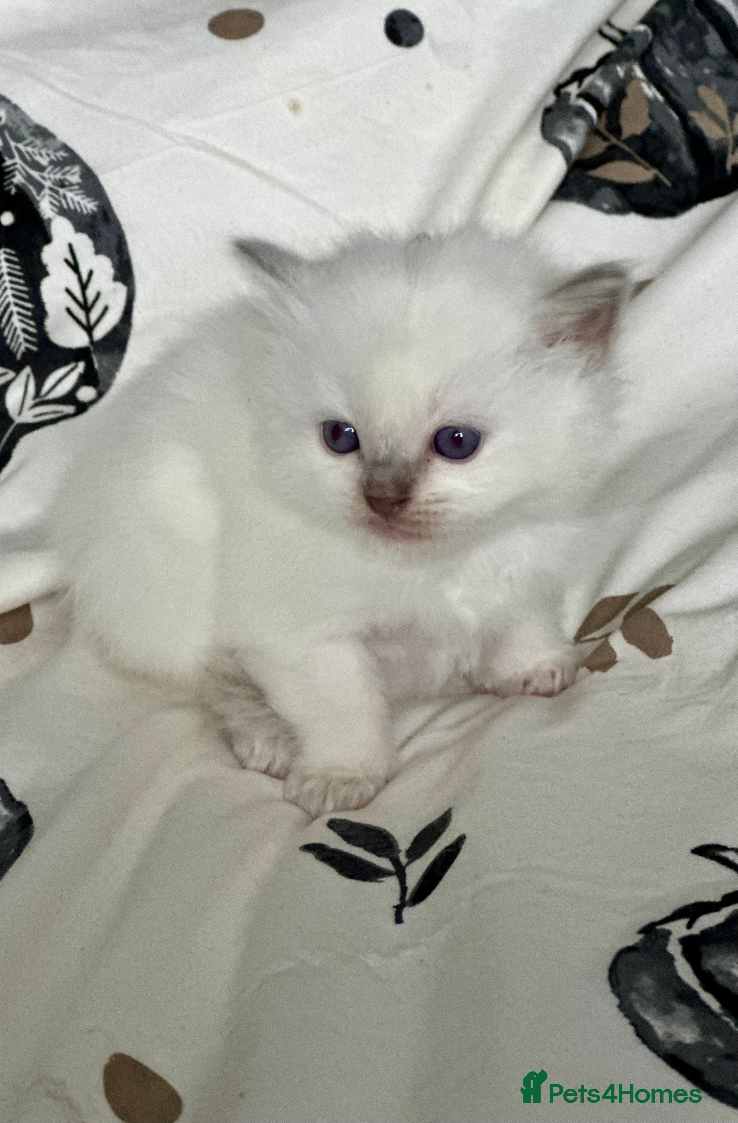 Ragdoll cats 🌼GCCF WAITIING LIST NOW OPEN 🌼 - Advert 16