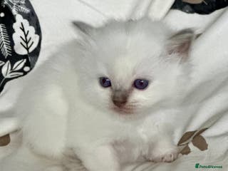 Ragdoll cats 🌼GCCF WAITIING LIST NOW OPEN 🌼 - Advert 16