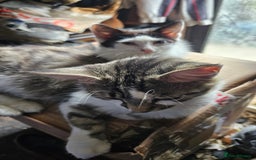 Domestic Shorthair cats for sale: 3 beautiful kittens left - Image 5