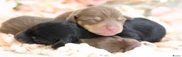 Miniature Dachshund dogs for sale: KC Registered Miniature Dachshund Puppies - Advert 13