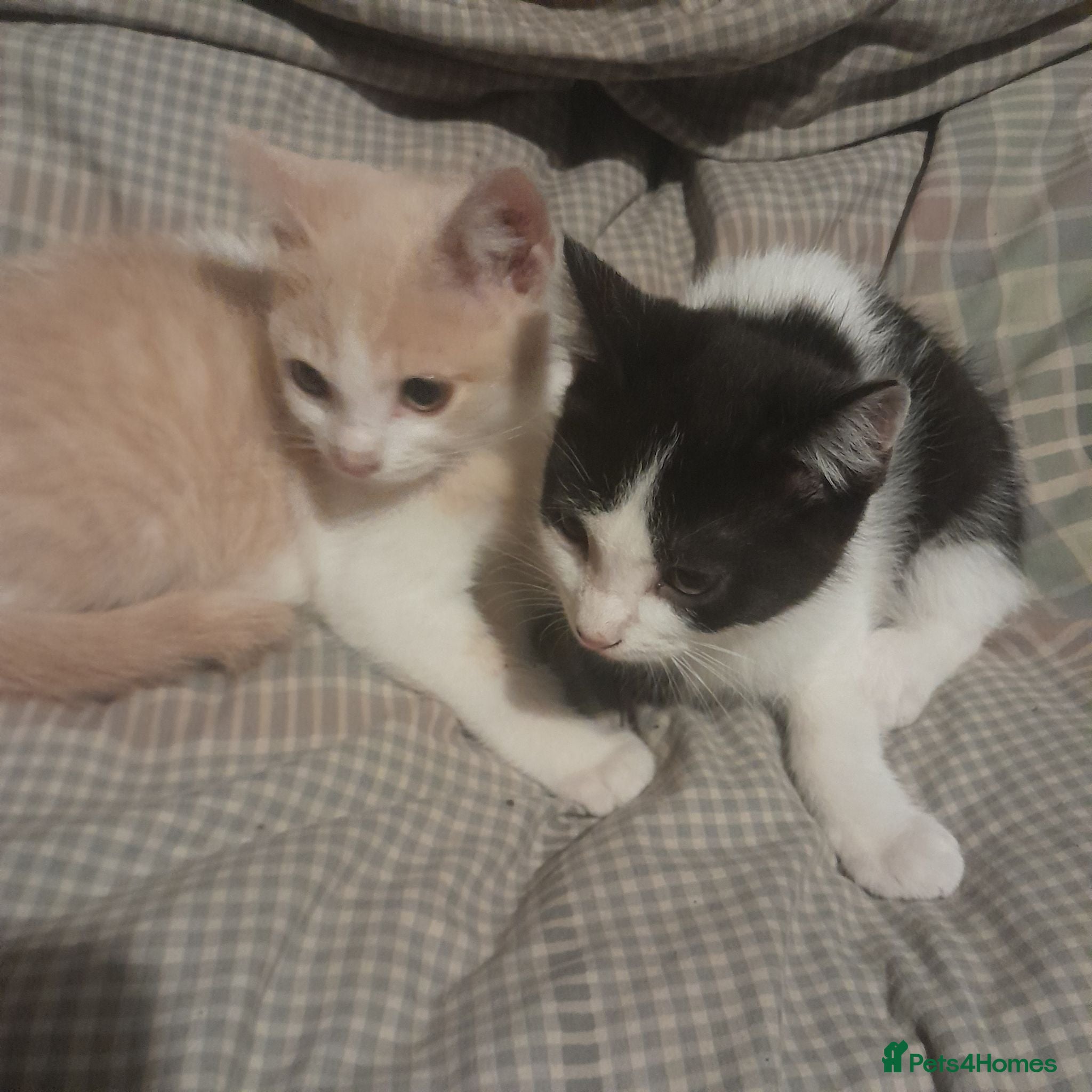 British Shorthair cats British Shrthair cross kittens - Advert 1