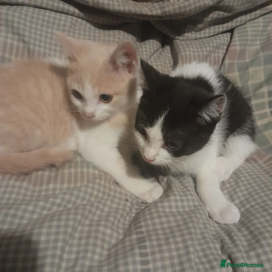 British Shorthair cats for sale: British Shrthair cross kittens - Advert 1