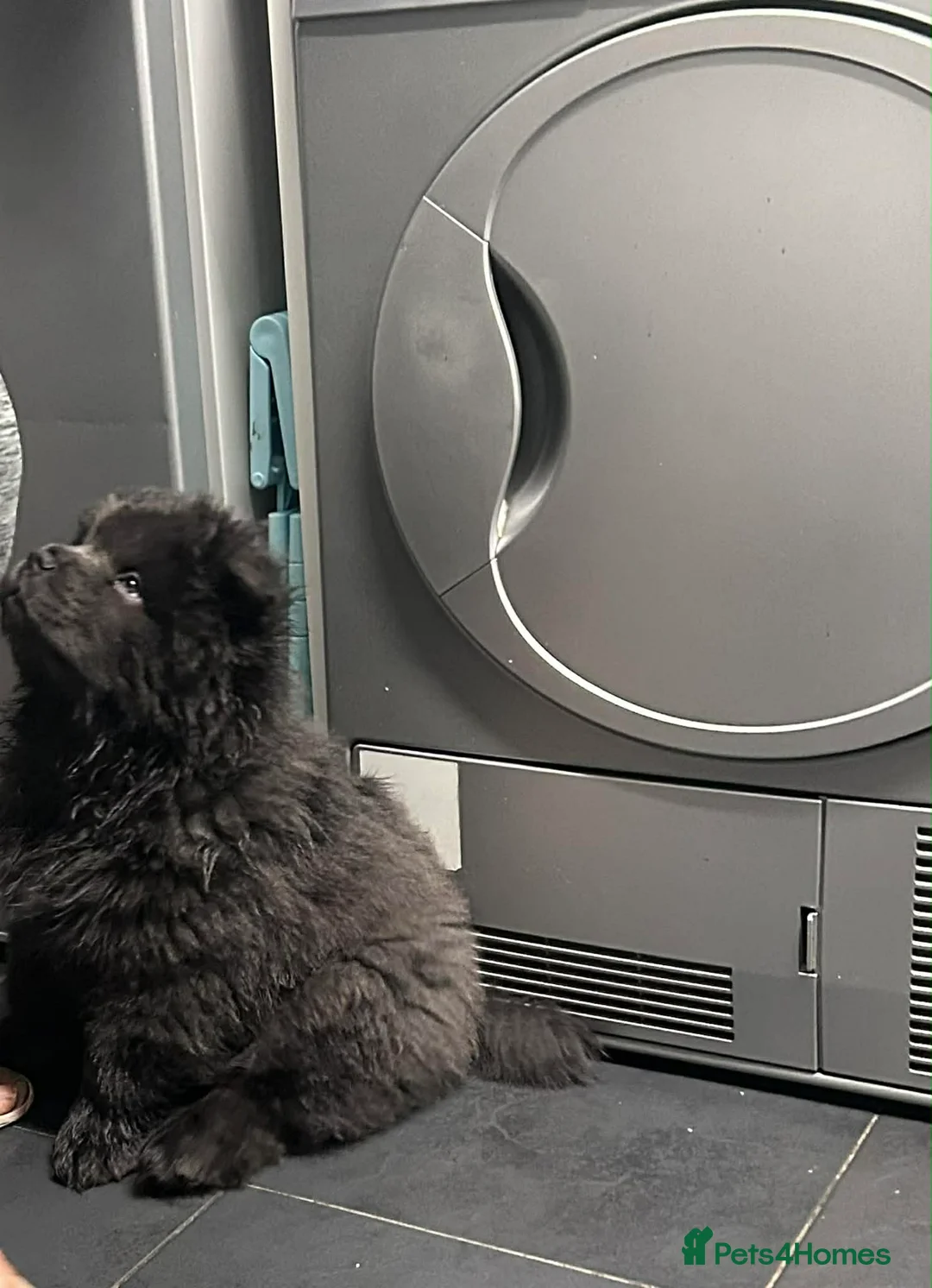 Chow Chow dogs for sale: Rough Coat Chow Chow Puppies in Peterborough - Advert 7