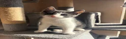Russian Blue cats for sale: Grey 12 week old kitten - Advert 3