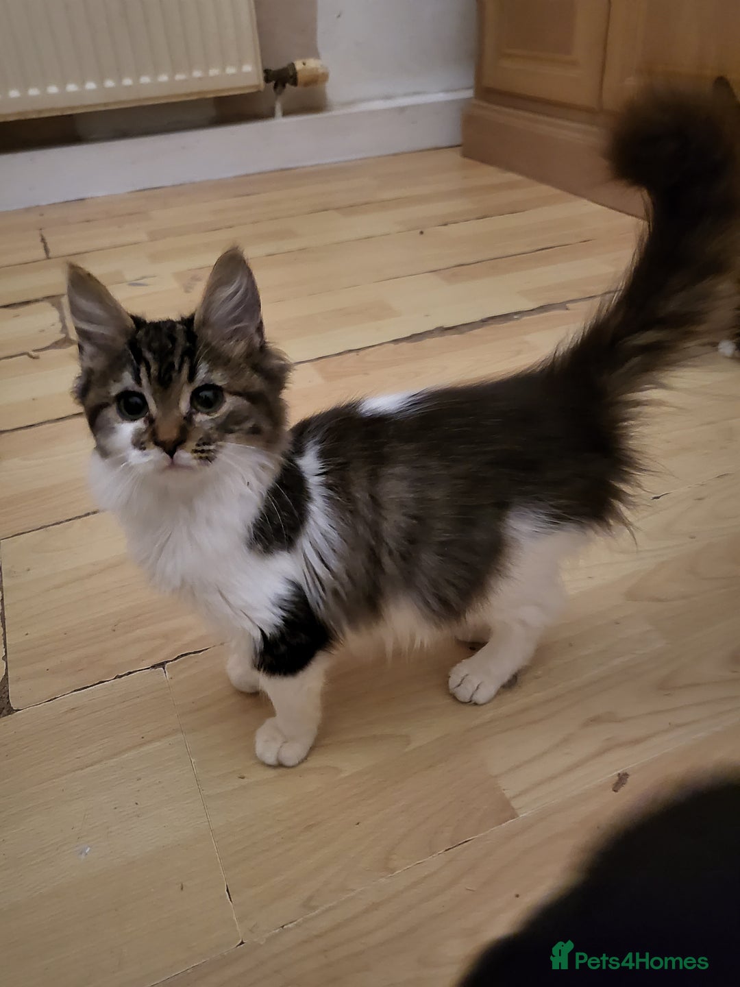 Mixed Breed cats for sale: Friendly playful kittens  - Advert 4