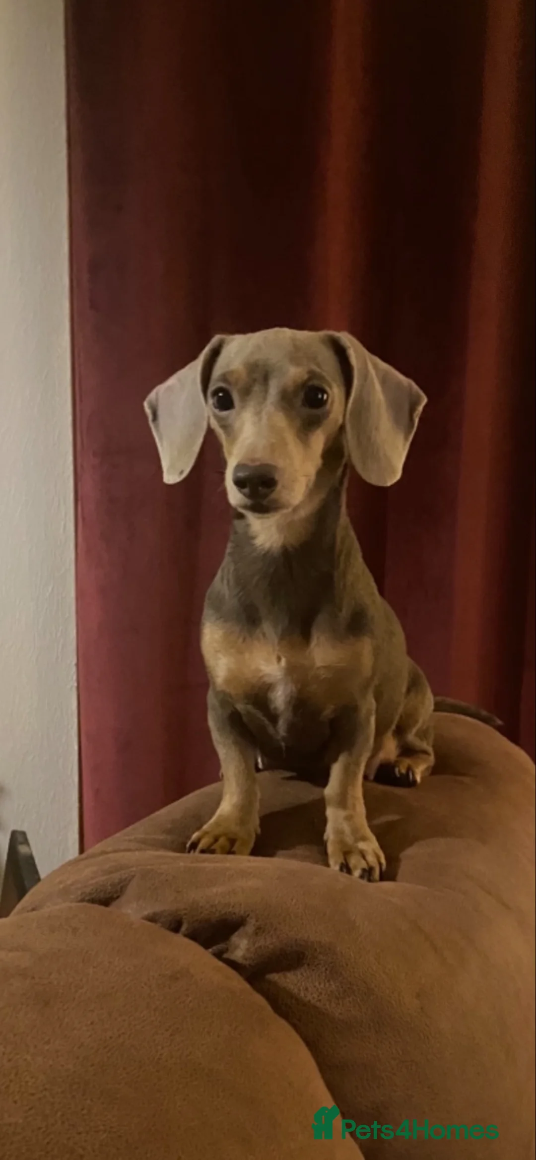 Miniature Dachshund dogs for sale: Miniature Dachshund Pups Ready Now - Advert 2