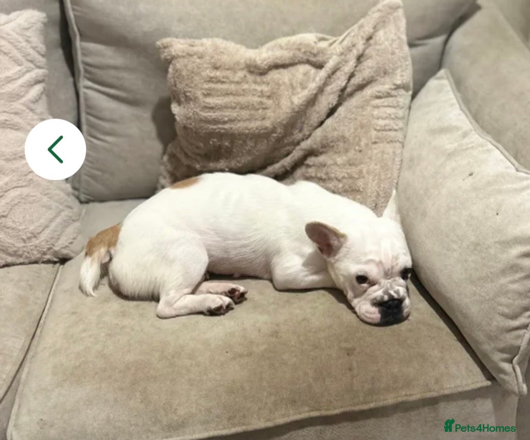 French Bulldog dogs French bulldog  - Advert 1