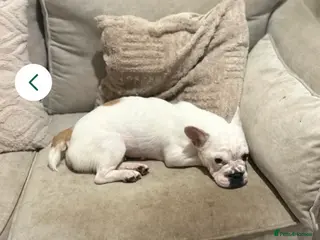 French Bulldog dogs French bulldog - Advert 1