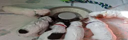 Cocker Spaniel dogs for sale: Working cocker spaniel puppies - Advert 9
