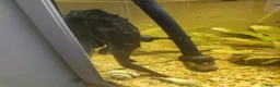 Plecos fish for sale: Plecos in Lutterworth - Advert 2
