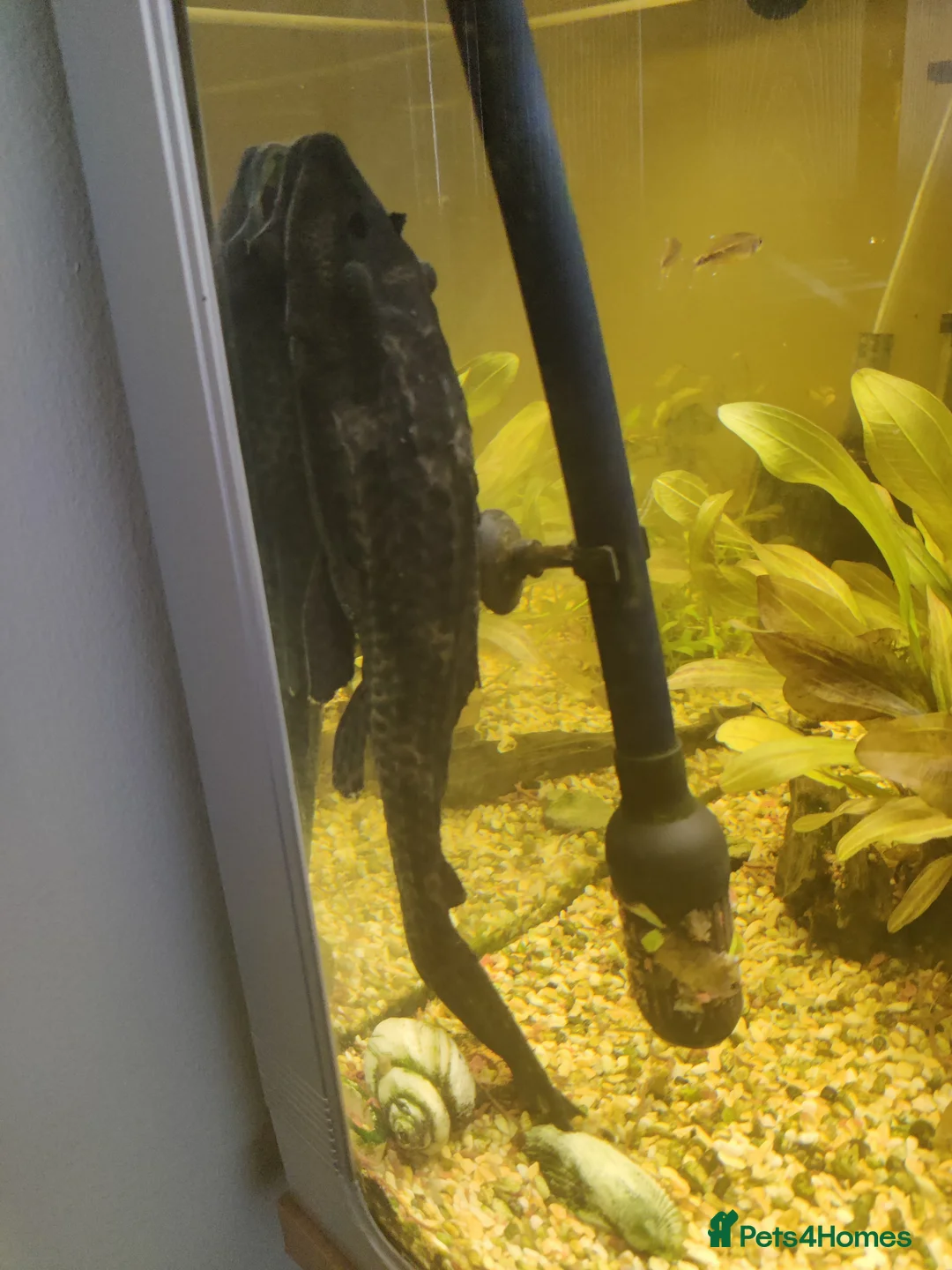 Plecos fish for sale: Plecos in Lutterworth - Advert 2