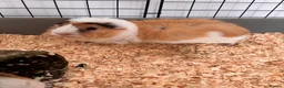 Guinea Pig rodents for sale: 2 male guinea pigs for rehoming  in Croydon - Advert 2