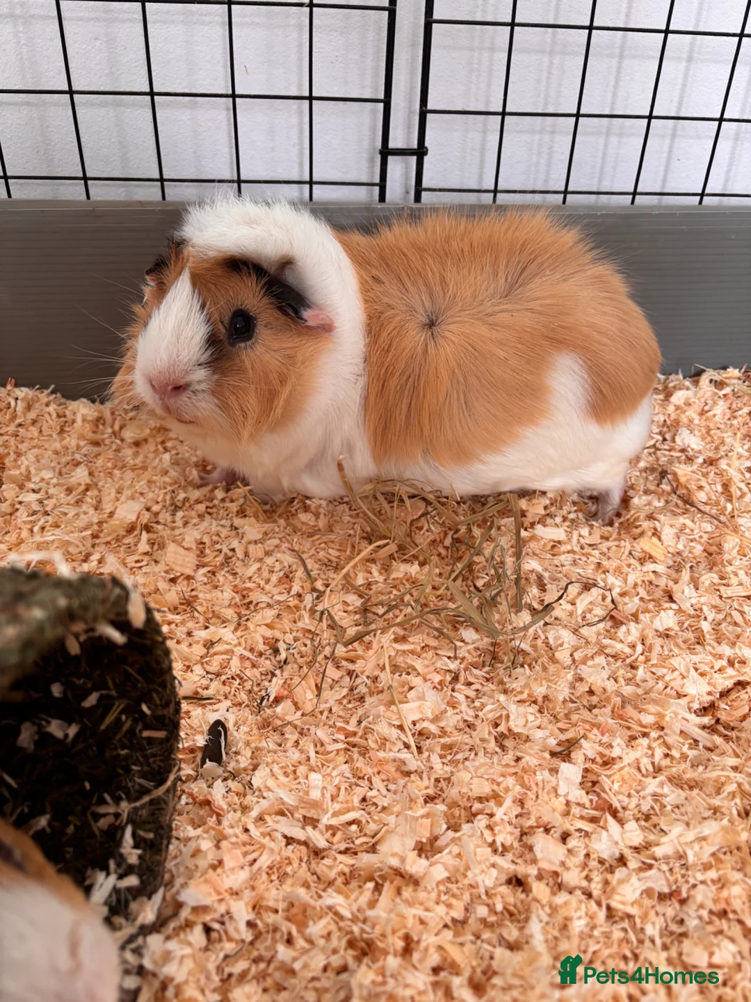 Guinea Pig rodents for sale: 2 male guinea pigs for rehoming  in Croydon - Advert 2