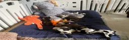 Saint Bernard dogs for sale: (Last 3) Gorgeous Saint Bernard puppies available  - Advert 26