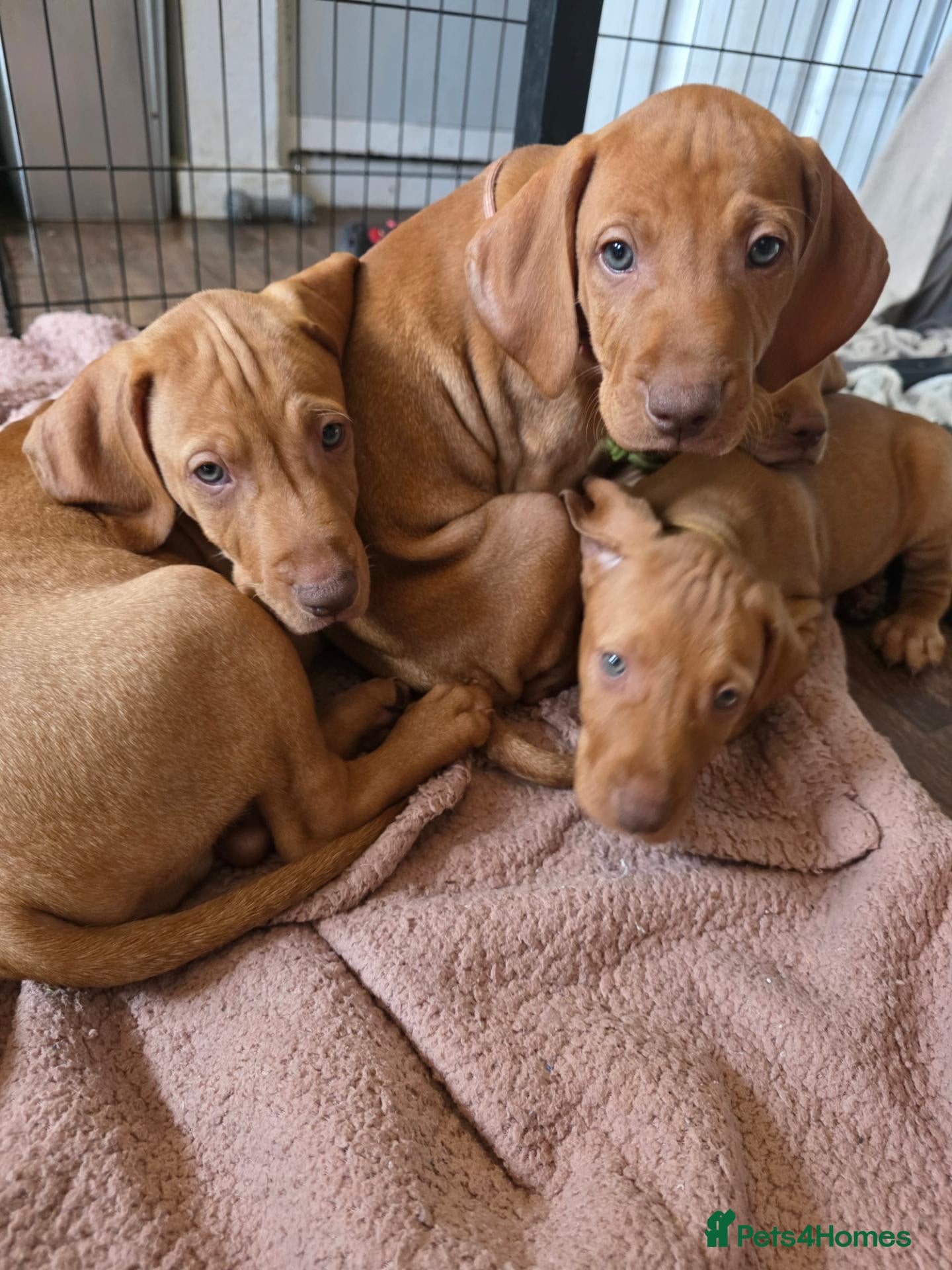 Hungarian Vizsla dogs ***Ready Now*** Hungarian Vizsla Puppies  - Advert 2