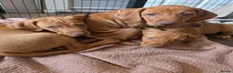 Hungarian Vizsla dogs for sale: ***Ready Now*** Hungarian Vizsla Puppies  - Advert 1