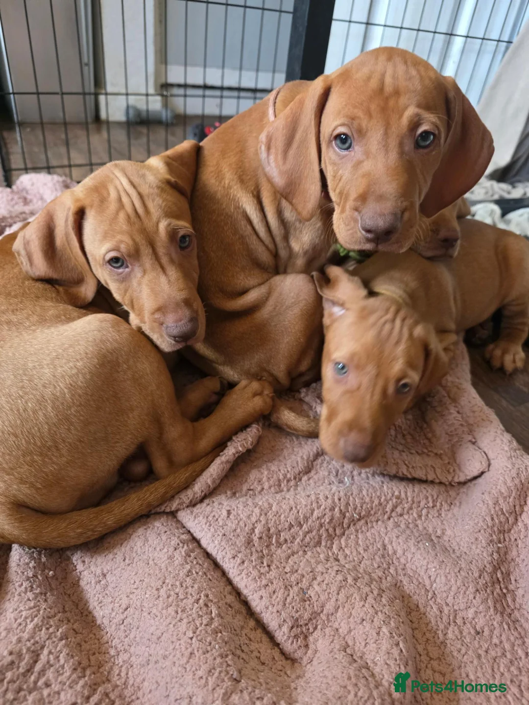 Hungarian Vizsla dogs for sale: ***Ready Now*** Hungarian Vizsla Puppies  - Advert 1