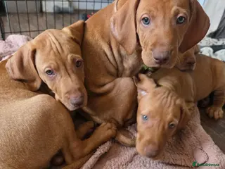 Hungarian Vizsla dogs ***Ready Now*** Hungarian Vizsla Puppies - Advert 17