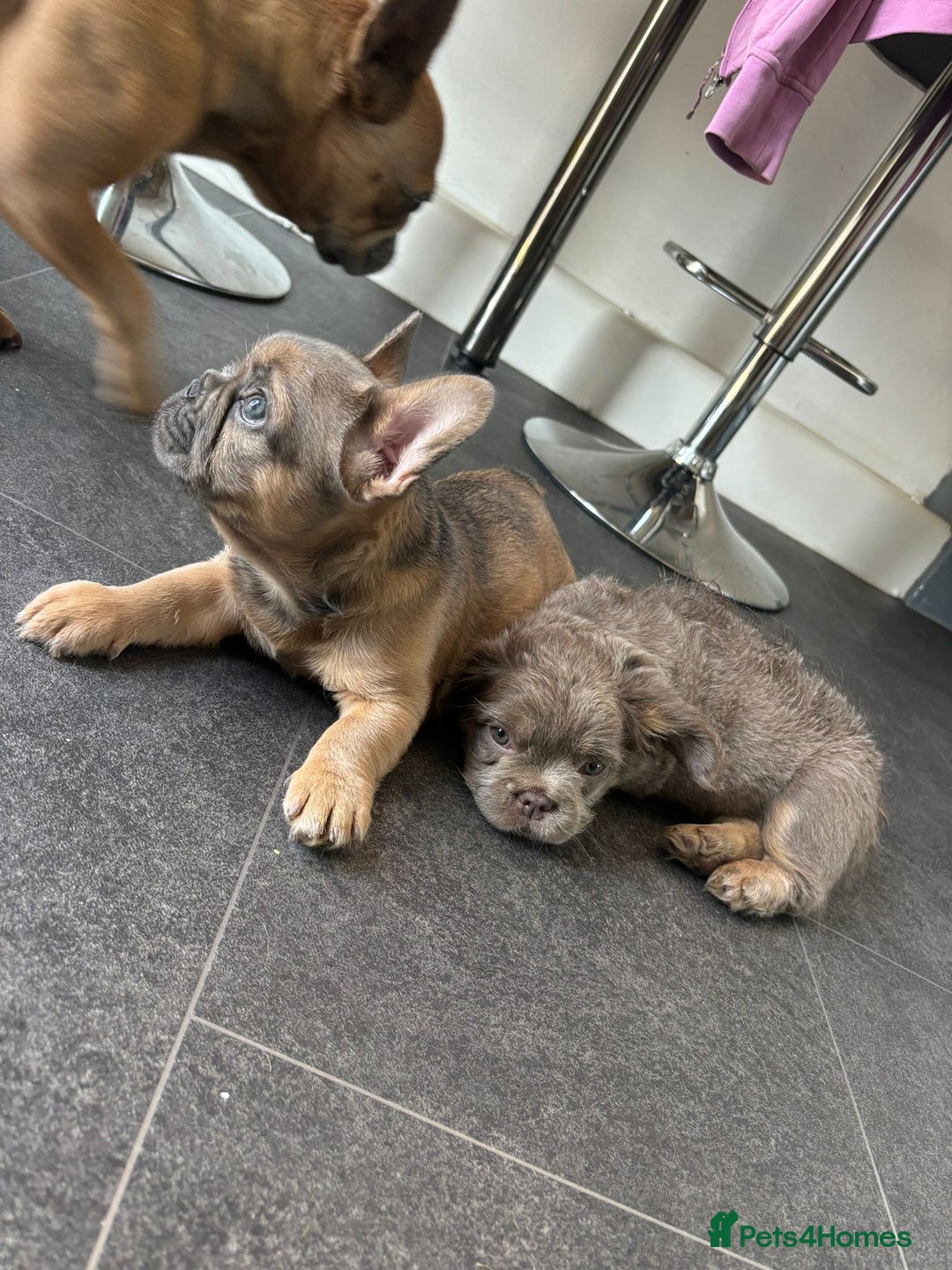 French Bulldog dogs for sale: Teddy bear floodle  - Image 8