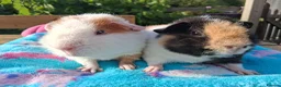 Guinea Pig rodents for sale: 2 Teddy baby boars - Advert 3