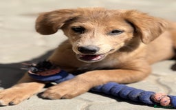 Mixed Breed dogs for adoption: THEO - a Superb Puppy Boy, for a Loving Home - Image 14