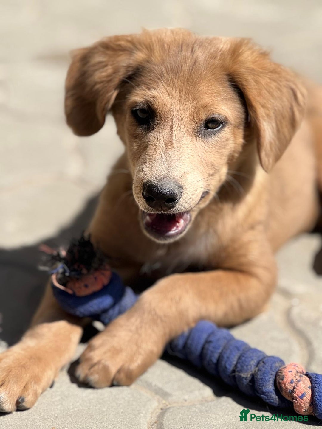 Mixed Breed dogs for adoption: THEO - a Superb Puppy Boy, for a Loving Home - Image 14