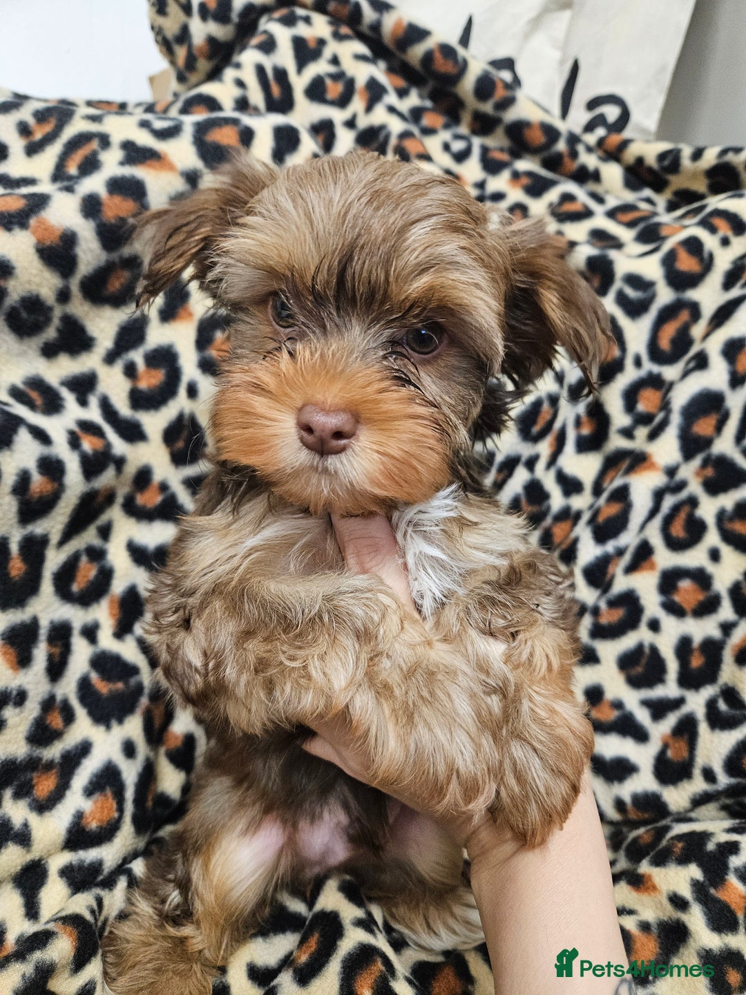 Yorkshire Terrier dogs for sale: 🧡 DNA tested parents 🤎 Chocolate Red boy  - Advert 4