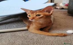 Abyssinian cats for sale: Available NOW 🤩Abyssinian kittens 😍 in Lincoln - Image 1