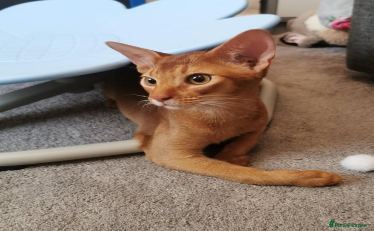 Abyssinian cats in Lincoln - Advert 1