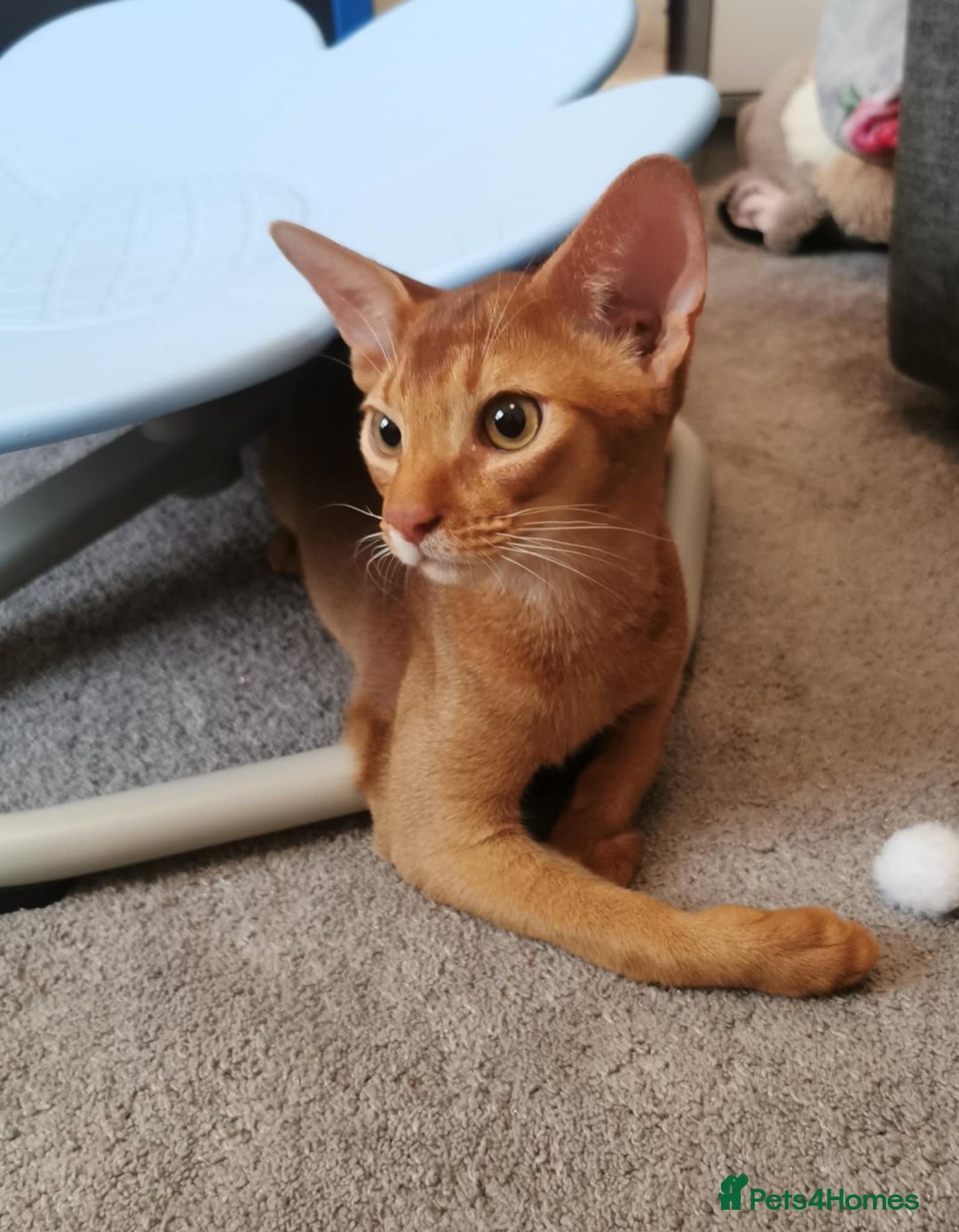 Abyssinian cats for sale: Available NOW 🤩Abyssinian kittens 😍 in Lincoln - Image 1
