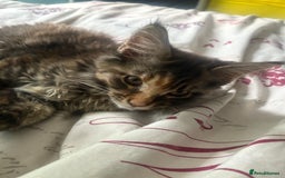 Maine Coon cats for sale: Maine coon - Image 5