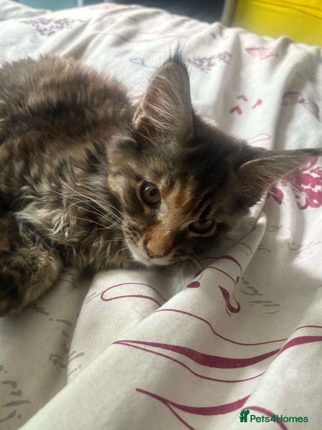 Maine Coon cats for sale: Maine coon - Image 5