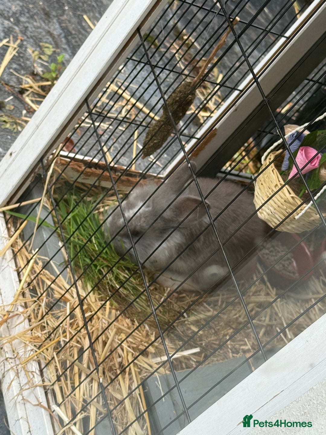 Mini Lion Lop rabbits for sale: Grey female Minilop Lionhead - Image 6