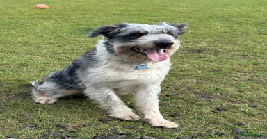 Border Collie dogs - Advert 9
