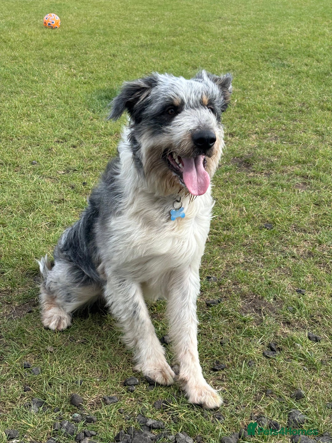 Border Collie dogs for sale: Border collie rehoming  - Image 3