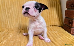 Boston Terrier dogs for sale: Adorable KC reg Boston Terrier Puppies - Image 23