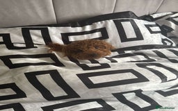Toy Poodle dogs for sale: Miniature Toy Poodle – Meet Sprout! - Image 2