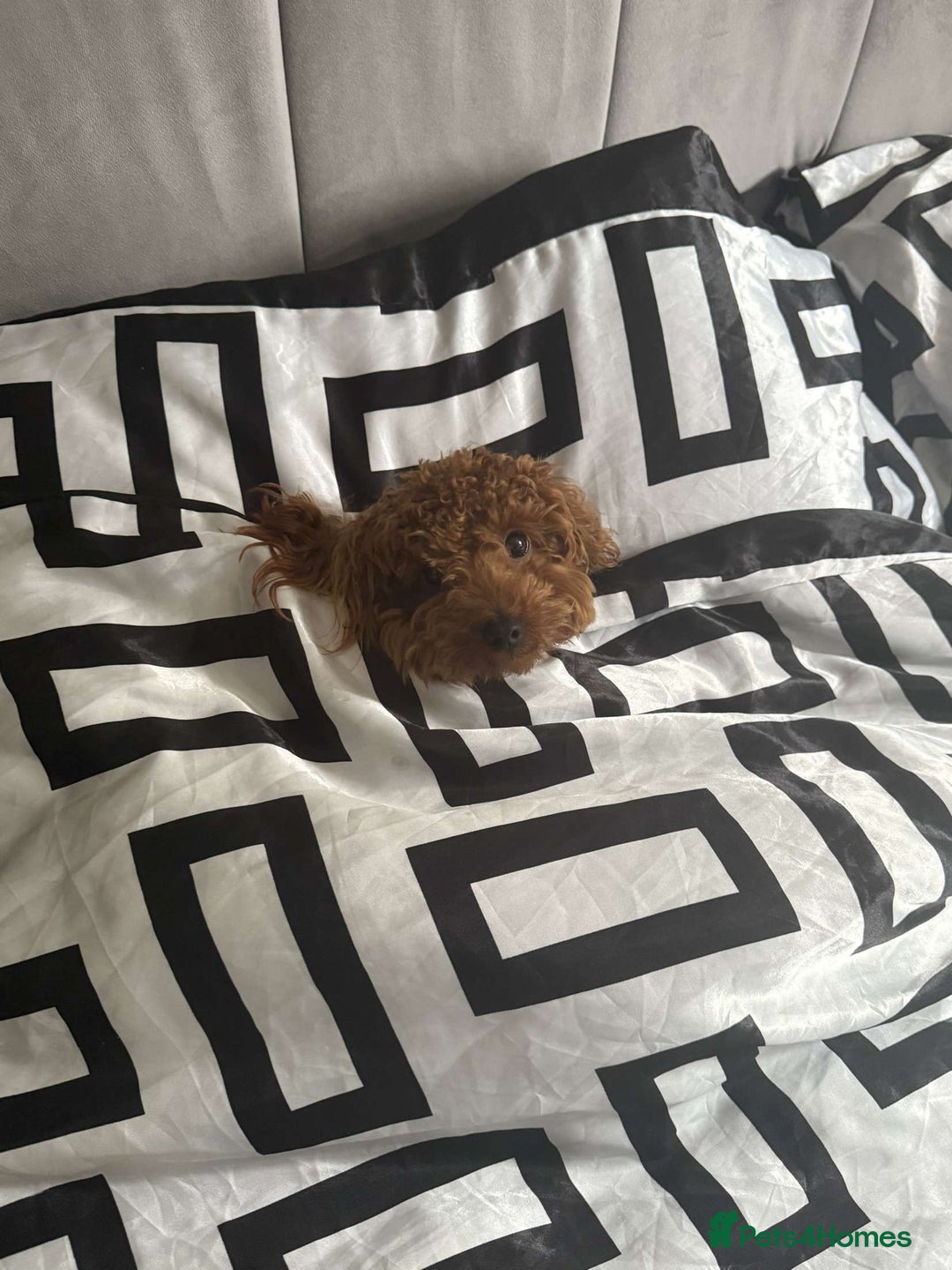 Toy Poodle dogs for sale: Miniature Toy Poodle – Meet Sprout! - Image 2