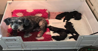 Cockapoo dogs - Advert 8