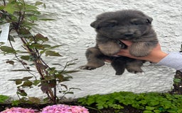 German Shepherd dogs for sale: *Top Quality, Big Chunky Pups* - Image 9