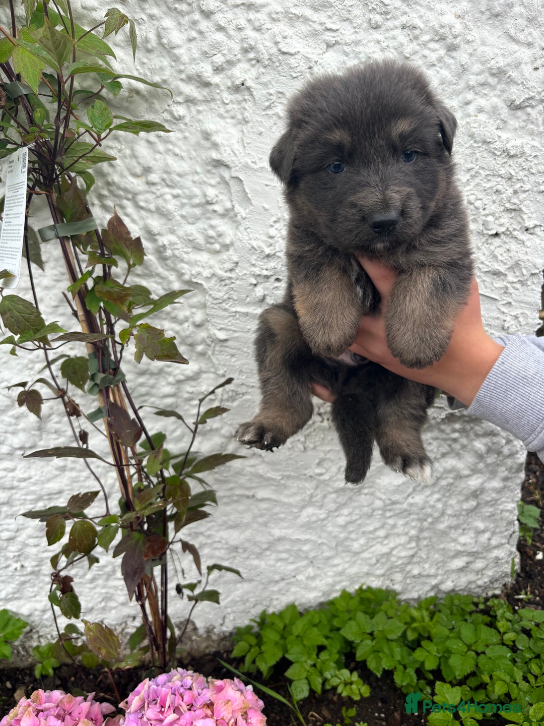 German Shepherd dogs for sale: *Top Quality, Big Chunky Pups* - Image 9