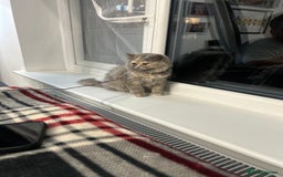 British Longhair cats for sale: Tortie British Short hair  - Advert 3