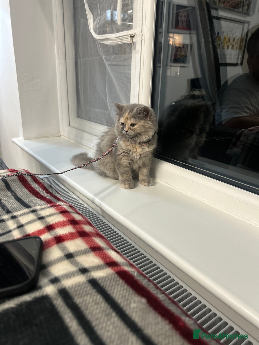 British Longhair cats for sale: Tortie British Short hair  - Advert 3