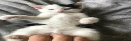 Mixed Breed cats for sale: Super Fluffy Ragdoll x Kittens!! £100-£180 - Advert 17