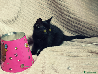 Mixed Breed cats Maine-Coone/Bombay Mixed Kitten (1 LEFT) - Advert 4