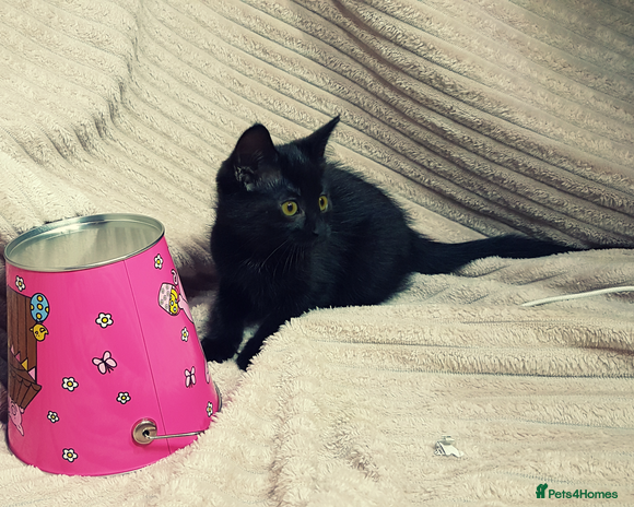 Mixed Breed cats Maine-Coone/Bombay Mixed Kitten (1 LEFT) - Advert 2